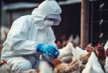 Virus de la influenza aviar H5N1 amenaza con extinguir especies únicas en Nueva Zelanda