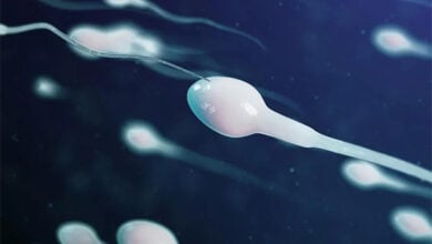 Bacterias en el semen reducen las probabilidades de lograr un embarazo