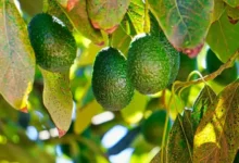 Beneficios de la hoja de aguacate: antioxidante natural y aliado para la digestión