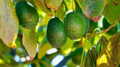 Beneficios de la hoja de aguacate: antioxidante natural y aliado para la digestión