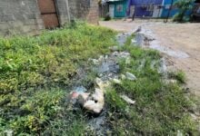 Desborde de aguas servidas tiene atormentados a vecinos en Los Guaros