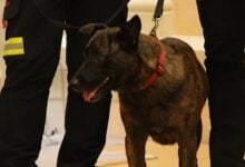 Muere Luka, la perrita rescatista española que apoyó en los terremotos de Venezuela