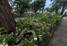 Maturineses piden a las autoridades la poda de árboles en mal estado tras fuertes lluvias