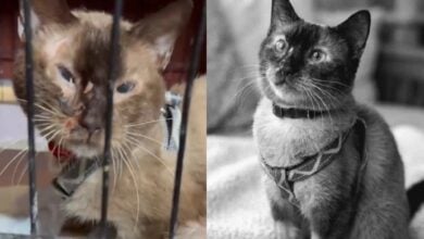 Muere Félix, el gato que sobrevivió 37 días bajo los escombros del terremoto en La Guaira