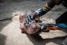 Muere en Colombia la cría de hipopótamo rescatada en Antioquia tras hallarla abandonada