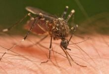 Italia registra 51 muertes y 657 casos de virus del Nilo Occidental