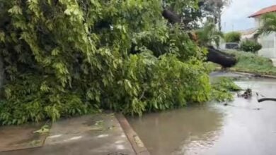 Temporal en Aragua deja calles inundadas, fallas eléctricas y 17 árboles caídos
