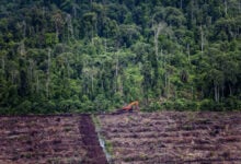 El 95,85% de los incendios forestales en Indonesia ocurren en plantaciones de palma aceitera