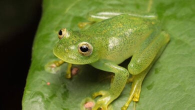 Descubren una nueva especie de rana de cristal en el Cerrado de Brasil