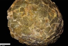 Misterio resuelto: así incubaban sus huevos los titanosaurios en el frío sur de Argentina