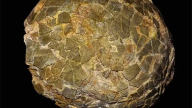 Misterio resuelto: así incubaban sus huevos los titanosaurios en el frío sur de Argentina