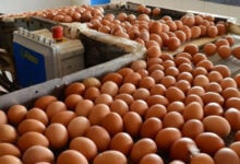 Venezuela produce el 100% del pollo y huevo que consume