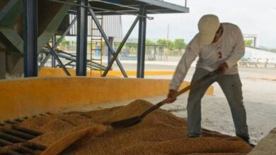 Productores del estado Portuguesa entregan cosecha de arroz a centros de acopio