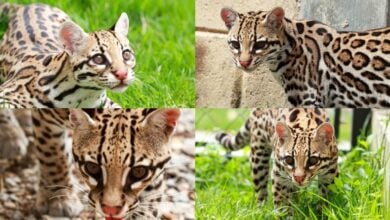 El Zoológico Las Delicias incorpora a Micaela, una joven cunaguaro que liderará la nueva Ruta Nocturna del recinto