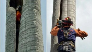 Rescatan a una guacamaya que estaba atrapada en un árbol en Miranda