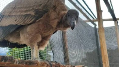 Nace un cóndor andino por incubación artificial en Mérida
