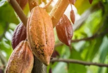 Aragua tendrá un diplomado para maestros cacaoteros y chocolateros