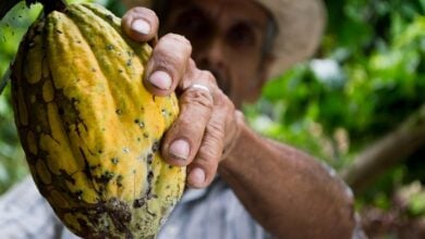 Delcy Rodríguez destaca el trabajo de los productores de cacao en su día