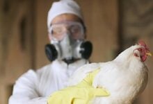 Puerto Rico investiga dos posibles casos de gripe aviar